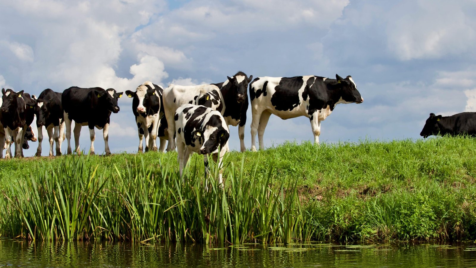 Dairy Farm Financial Model