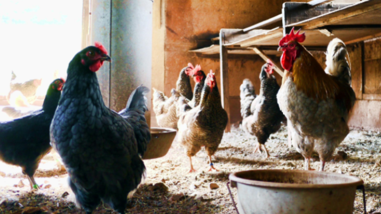 farm financial models